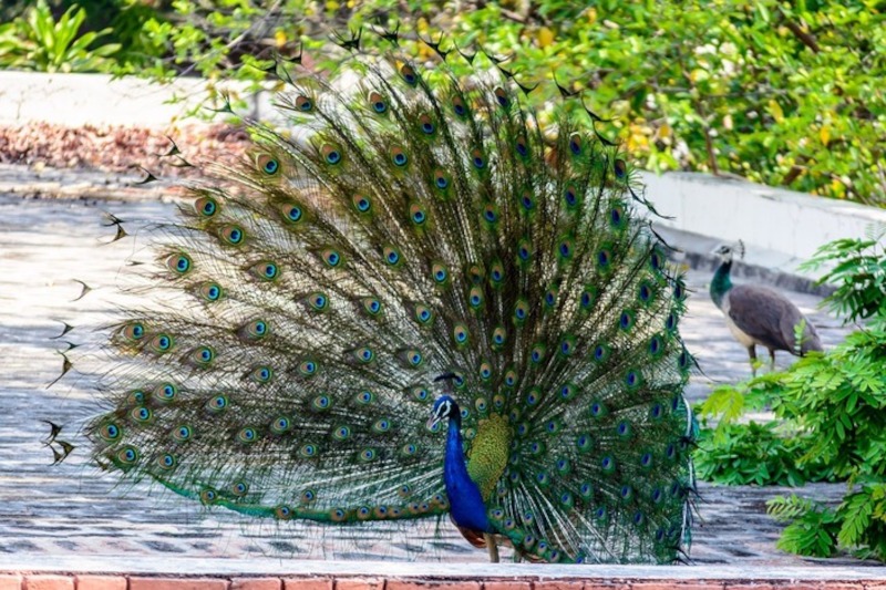 Barbados Wildlife Reserve Peacock