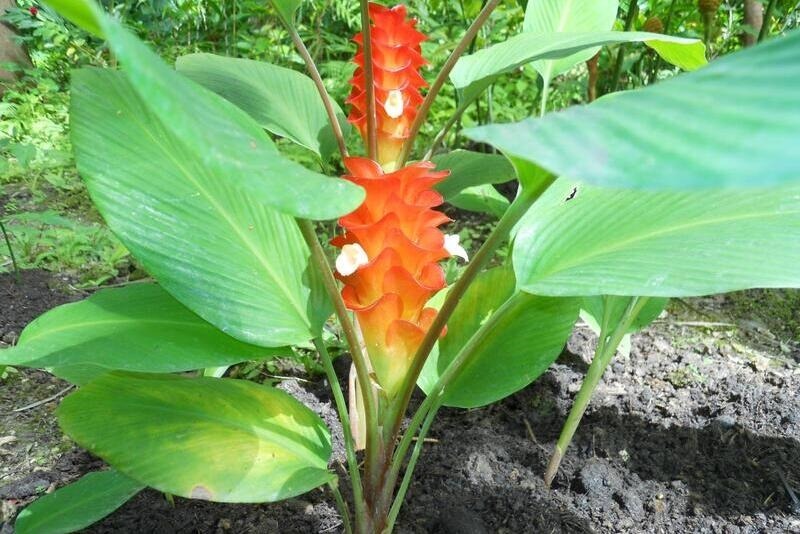 flower forest barbados